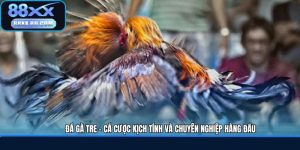 Đá Gà Tre - Cá Cược Kịch Tính Và Chuyên Nghiệp Hàng Đầu