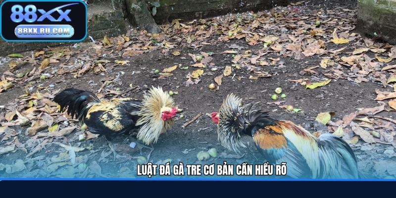 Luật đá gà tre cơ bản cần hiểu rõ